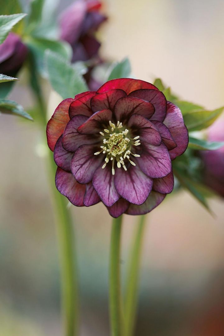 小松澤さんの育てるクリスマスローズを象徴するような形の整った花。‘プチドール’のグレープ色のダブル。