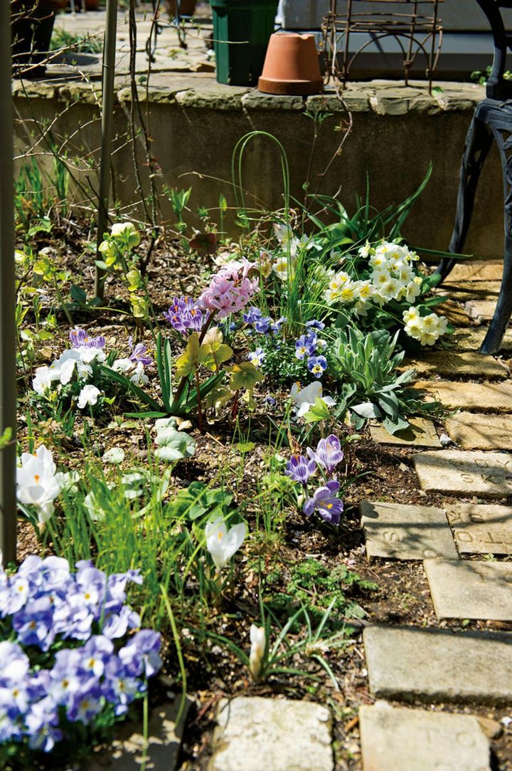 つるバラの足元を飾るのは、根があまり広がらない一年草のビオラや球根のヒヤシンス、スイセンやクロッカス、そしてクリスマスローズも。