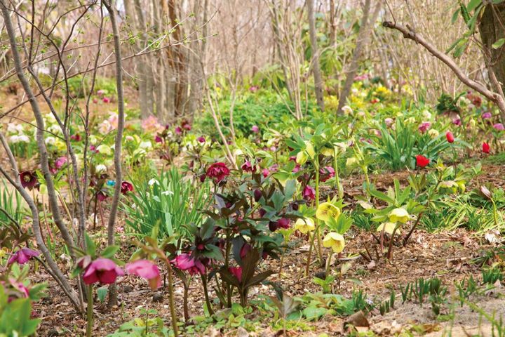芽吹きを待つ雑木の足元でうつむきぎみに愛らしく咲く地植えのクリスマスローズ。