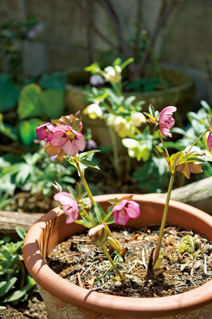 こぼれダネから発芽したものは、幼苗を鉢上げして育苗。自然交配して見たこともないような花が咲いたときは「感動そのものです」。