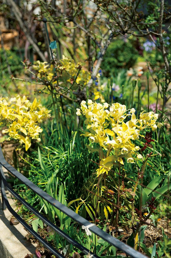 クリスマスローズの有茎種フェチダス‘ゴールドブリオン’。草丈の高い、明るい花色の品種。