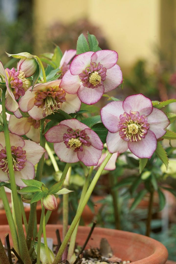 平咲きでかわいらしい表情がよく見えるセミダブルは「堀切園」の花。