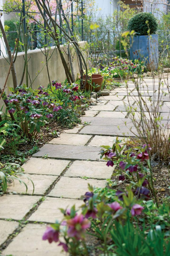 家の東側はバラのアーチをくぐる敷石の通路。バラの足元にある満開のクリスマスローズはやがて葉を茂らせ、夏はバラの株元の地温上昇を防ぎます。