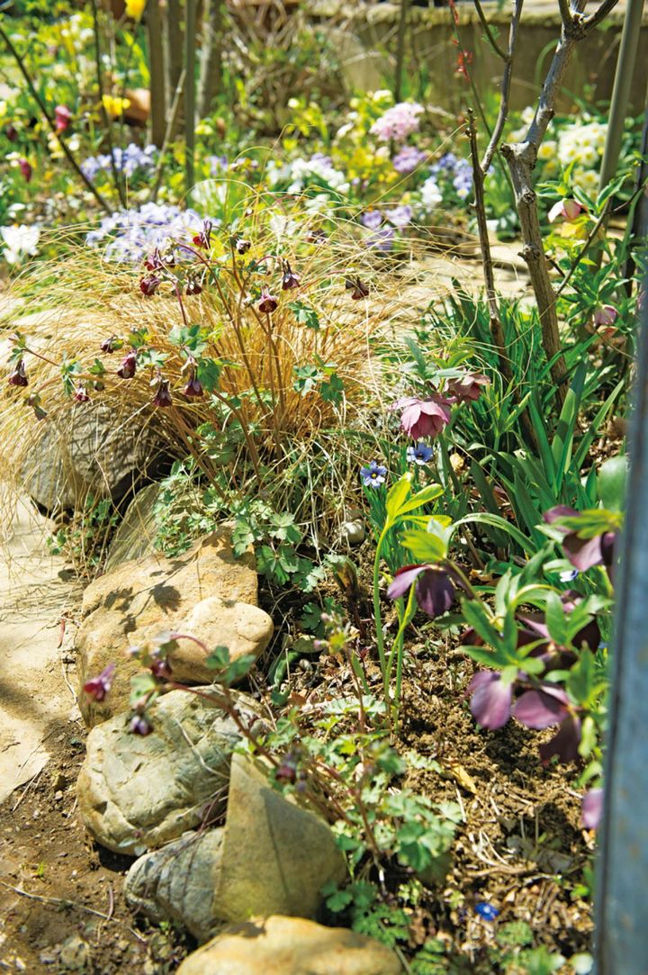 花色と花期がクリスマスローズにぴったりのオダマキ‘チョコレートソルジャー’。カレックスとの茶系の組み合わせ。