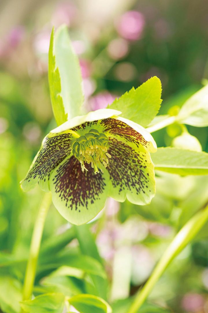 自然交配で咲いた花は、「わが家オリジナルのクリスマスローズとして楽しんでいます」。