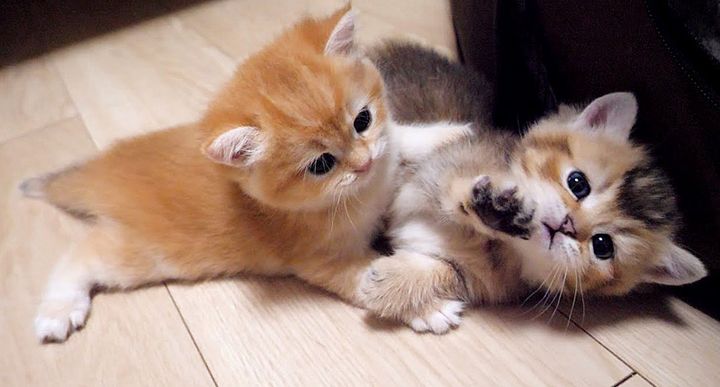 じゃれる子猫達