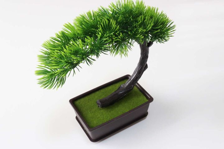 ダイソーの盆栽のビジュアル