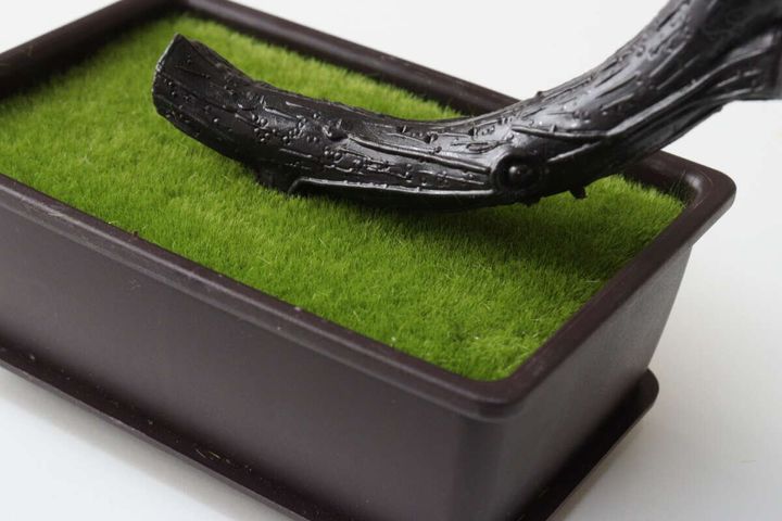 ダイソーの盆栽の根本