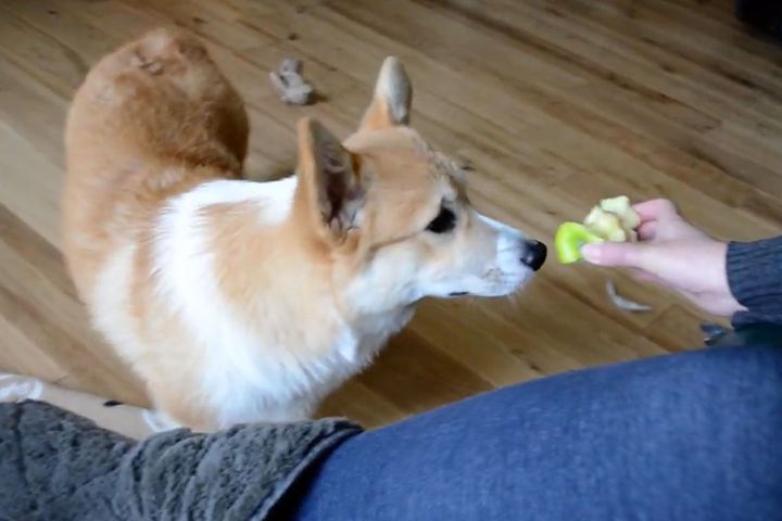 5カ月のコーギーにリンゴを近づけても…