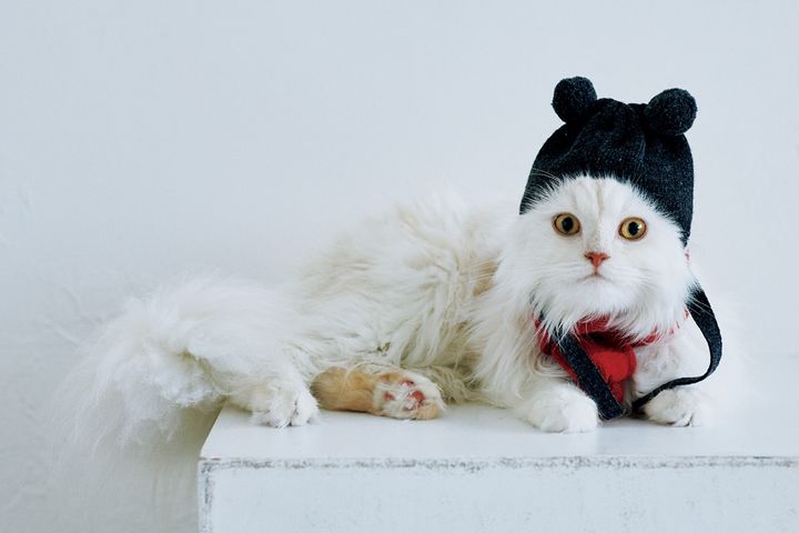 ネコさんがどハマり！飼い主も嬉しい猫のためのグッズたち