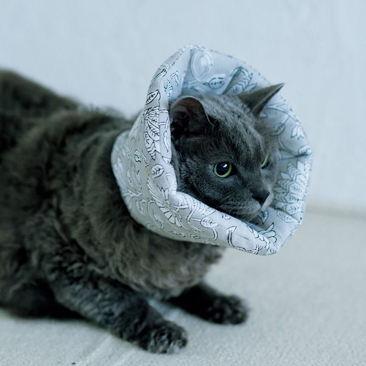 ネコさんがどハマり！飼い主も嬉しい猫のためのグッズたち