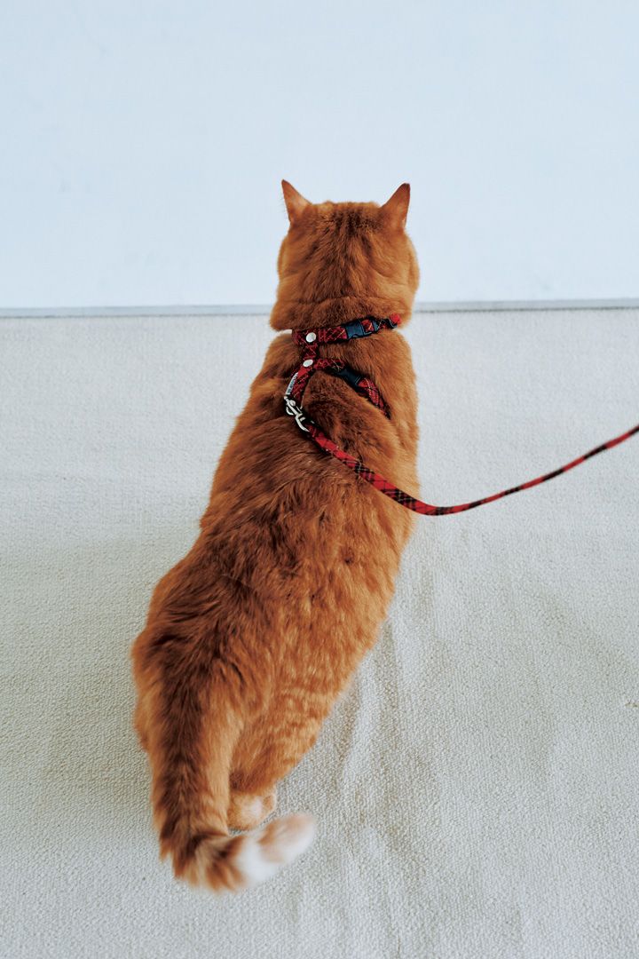 ネコさんがどハマり！飼い主も嬉しい猫のためのグッズたち