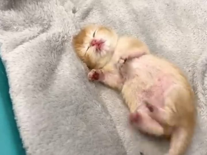 眠り続けている子猫