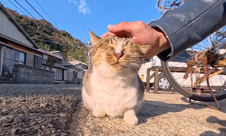 撫でられる猫