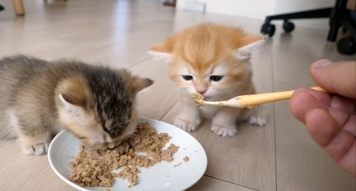 ご飯を食べる子猫