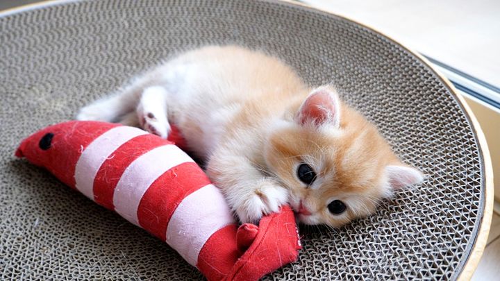 オモチャで遊ぶ子猫