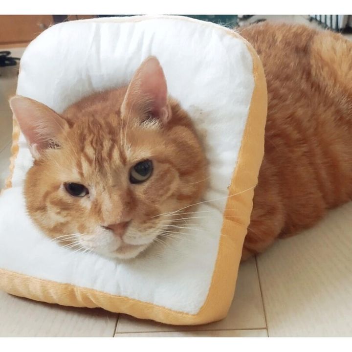 ミックス猫の茶～ちゃん