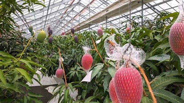 【千葉県千葉市】千の葉ライチ圃場で全4回の小中学生向けマンゴーマイスター養成講座開催！参加者募集