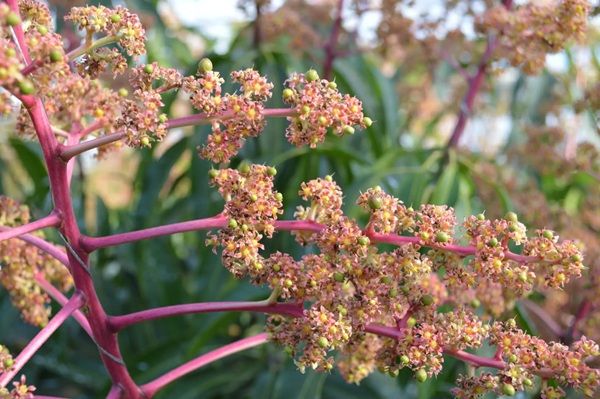 【千葉県千葉市】千の葉ライチ圃場で全4回の小中学生向けマンゴーマイスター養成講座開催！参加者募集