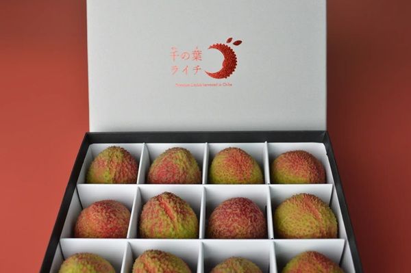 【千葉県千葉市】千の葉ライチ圃場で全4回の小中学生向けマンゴーマイスター養成講座開催！参加者募集