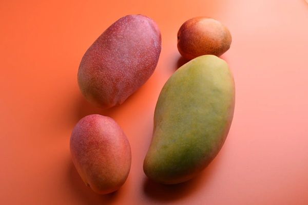 【千葉県千葉市】千の葉ライチ圃場で全4回の小中学生向けマンゴーマイスター養成講座開催！参加者募集