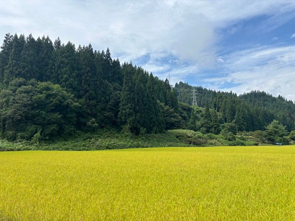 【愛知県名古屋市】米が主原料の無糖ホワイトチョコレート×抹茶ガナッシュ「抹白-MASSIRO-」限定販売