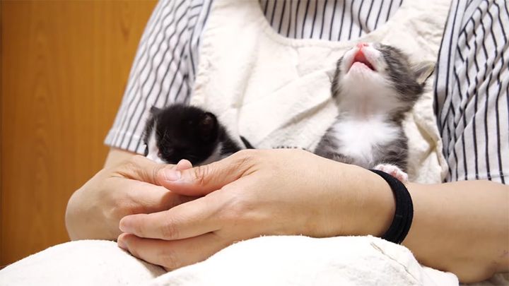 ミルクが飲みたい子猫達