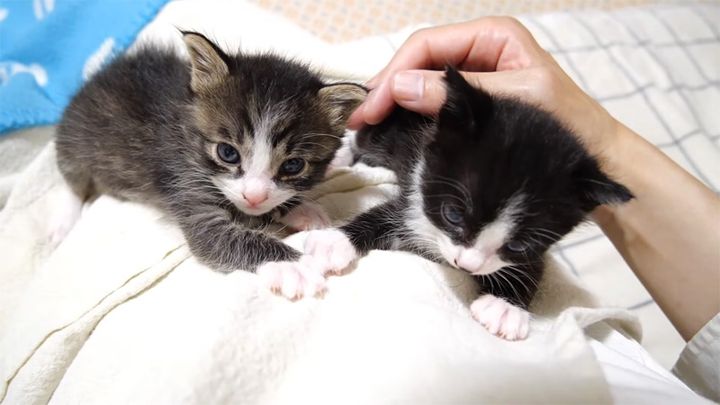 ミルクの後にくつろぐ子猫達