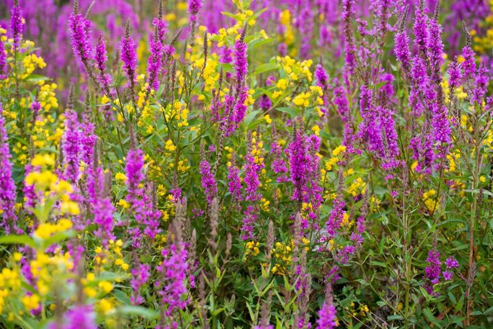 ミソハギとクサレダマ