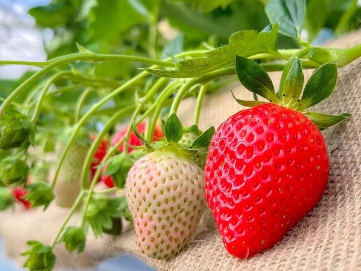 「かおり野」 酸味がなく、甘みと香りを存分に堪能できる赤いちご