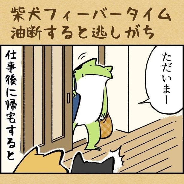 柴犬フィーバータイム油断すると逃しがち ユウコトリトリ(@yuko_toritori)