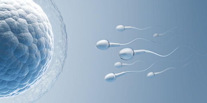 精子工場の「検査官」遺伝子が、自己中染色体に乗っ取られていた