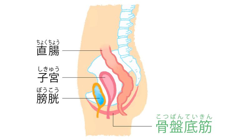 骨盤底筋の大事な役割は大きく3つ！