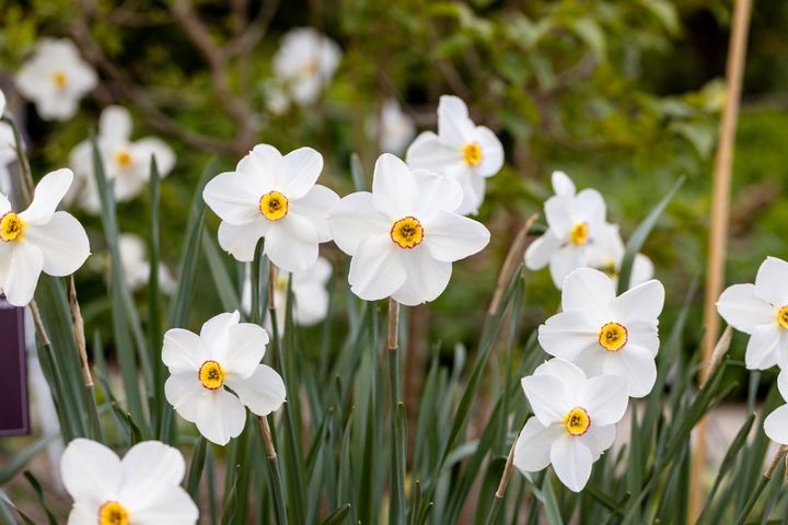 1月20日の花とは？【366日の誕生花と幸せの花言葉】