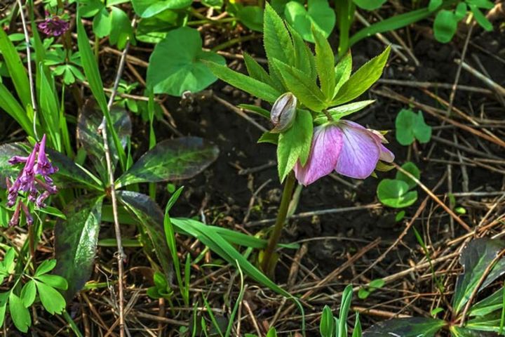 古葉が倒れて咲きだしたクリスマスローズ