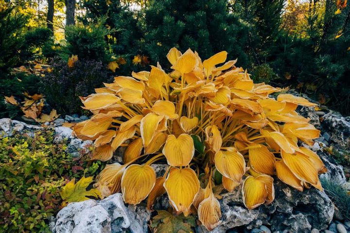 冬が最適！宿根草のお手入れと株分け方法。花いっぱいの大株を目指そう【ガーデニング】
