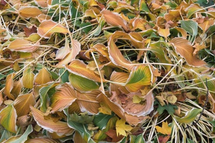 冬は地上部が枯れるギボウシ（ホスタ）