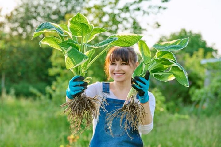 １株ずつに分ける
