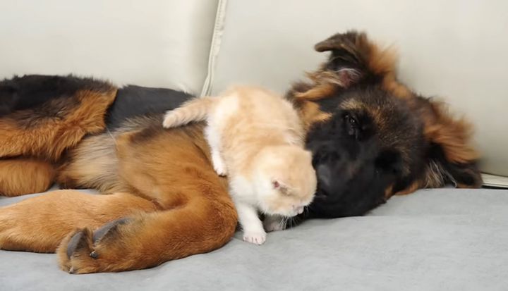 シェパードのことが好きな子猫