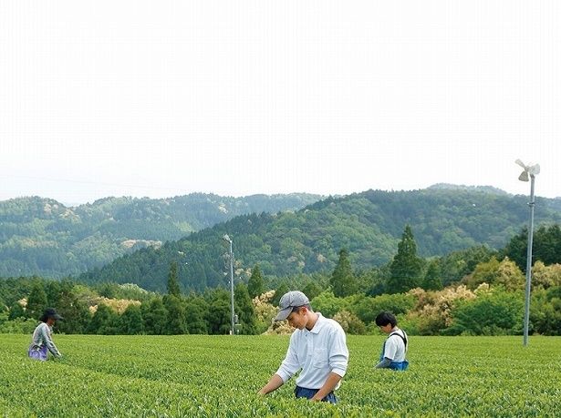 玉露の名産地の福岡県八女地域