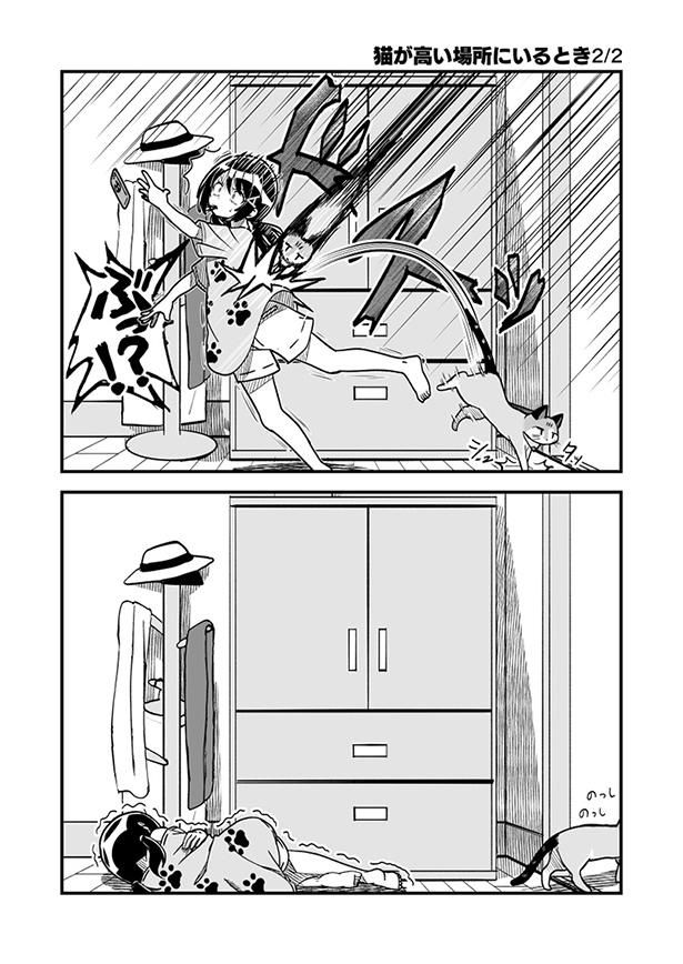 猫が高い場所にいるとき 2