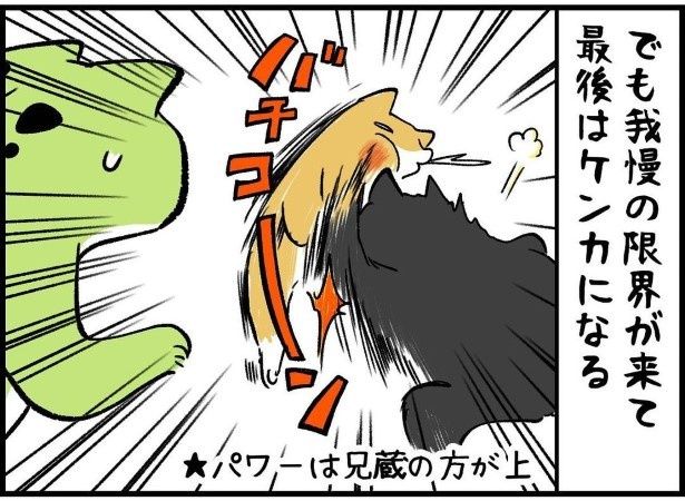 柴犬兄弟のケンカが多い問題を相談した結果P03 ユウコトリトリ(@yuko_toritori)