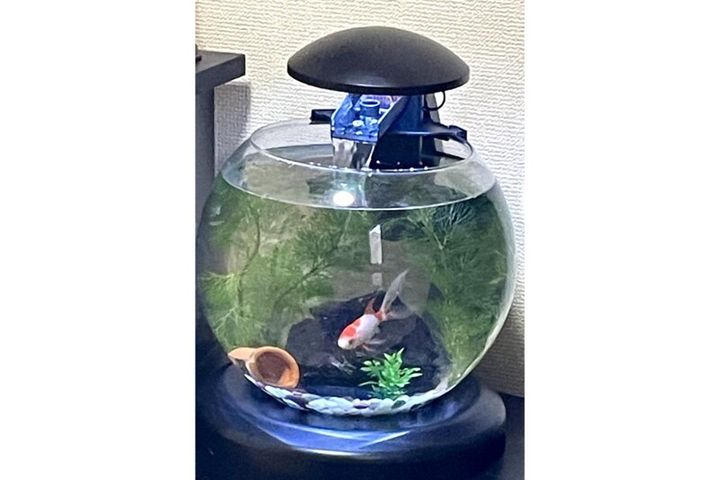 水槽で気持ちよさそうに泳ぐ金魚（コメット）ちゃん