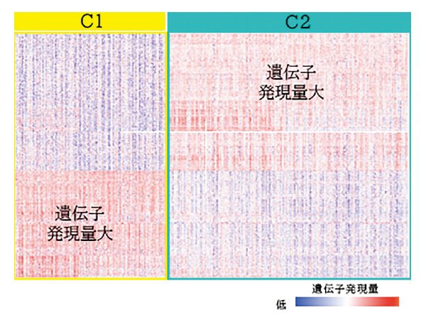 遺伝子発現量大