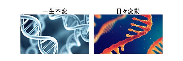 一生不変 日々変動