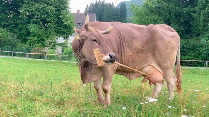 道具を用途で使い分ける牛を発見