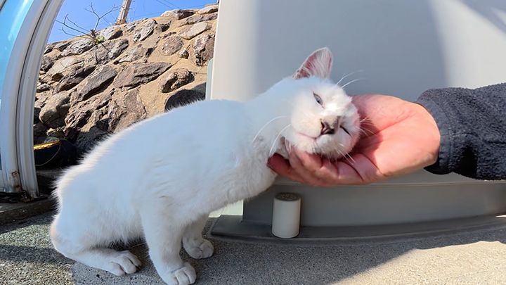 撫でられる子猫