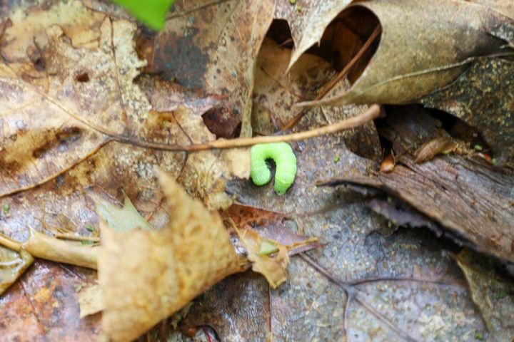 落ち葉の下で冬越しする害虫