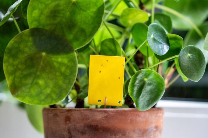 アブラムシが集まる黄色の粘着テープ