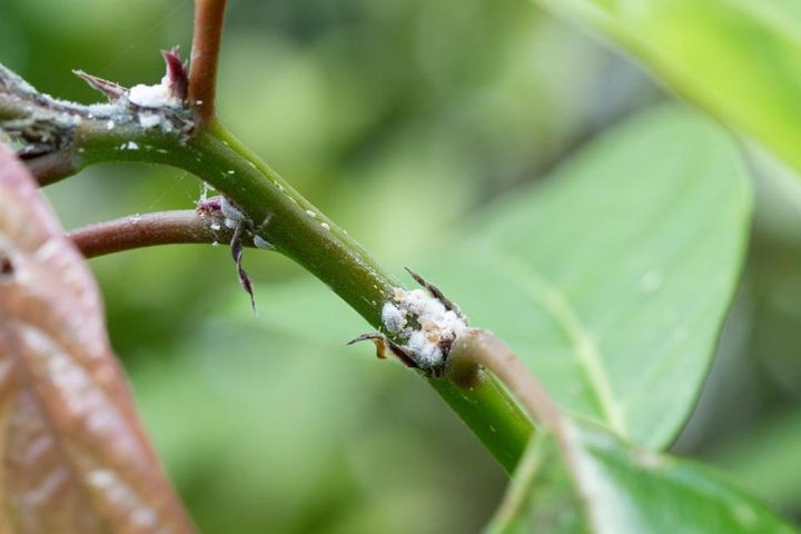 コナカイガラムシ